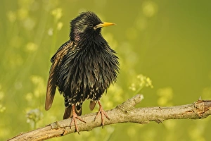 Common Starling (Sturnus vulgaris) adult, summer plumage, perched on twig, Bulgaria, may
