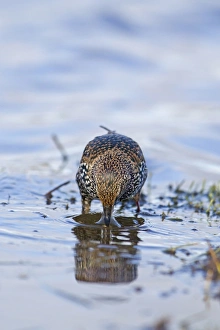 Common Starling (Sturnus vulgaris) adult, winter plumage, feeding on invertebrates in water, Suffolk, England, November