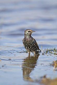Common Starling (Sturnus vulgaris) adult, winter plumage, standing in water, Suffolk, England, November