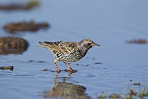 Common Starling (Sturnus vulgaris) adult, winter plumage, standing in shallow water, Suffolk, England, December