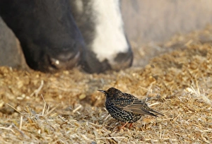 Common Starling (Sturnus vulgaris) adult, winter plumage, feeding in farmyard with domestic cattle, Leicestershire