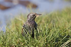 Common Starling (Sturnus vulgaris) adult, winter plumage, standing in grass on field, Suffolk, England, December