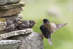Common Starling (Sturnus vulgaris) adult feeding young, outside nest in drystone wall, Shetland Islands, Scotland, june