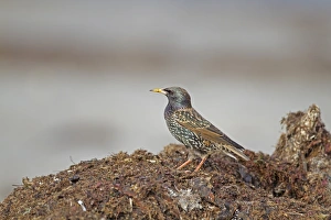 Northern Ireland Prints: Common Starling (Sturnus vulgaris) adult female