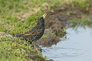 Common Starling (Sturnus vulgaris) adult female, spring plumage, drinking from puddle on farmland, Warwickshire, England, april