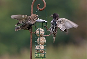 Feeder Prints: Common Starling (Sturnus vulgaris) adult and immature