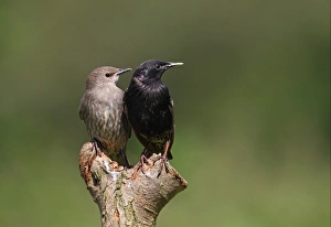Common Starling (Sturnus vulgaris) adult and juvenile, perched on post, Norfolk, England, july