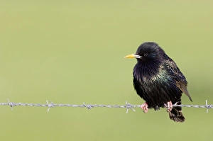 Starling Prints: Common Starling (Sturnus vulgaris) adult male
