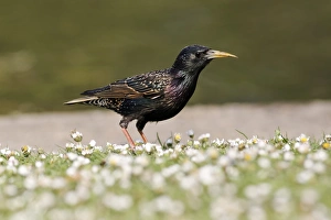 Common Starling (Sturnus vulgaris) adult male, spring plumage, with deformed elongated beak, standing amongst daisies