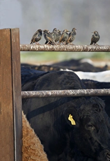 Common Starling (Sturnus vulgaris) adults, winter plumage, perched on fence in farmyard with domestic cattle