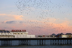 Common Starling (Sturnus vulgaris) flock, in flight over sea, gathering over roost site at sunset, Brighton Pier