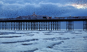 Common Starling (Sturnus vulgaris) flock, in flight over sea, gathering over roost site at dusk, Brighton Pier