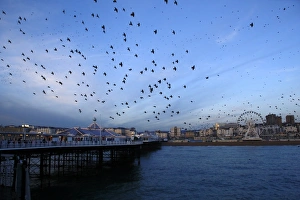 Common Starling (Sturnus vulgaris) flock, in flight over sea, gathering over roost site at sunset, Brighton Pier