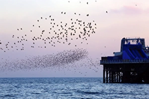 Common Starling (Sturnus vulgaris) flock, in flight over sea, gathering over roost site at sunset, Brighton Pier
