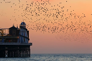 Common Starling (Sturnus vulgaris) flock, in flight over sea, gathering over roost site at sunset, Brighton Pier