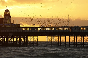 Common Starling (Sturnus vulgaris) flock, in flight, gathering over roost site at sunset, Brighton Pier, Brighton