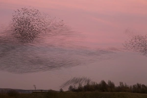 Common Starling (Sturnus vulgaris) flock, in roosting flight at sunset, blurred movement, Derbyshire, England, December