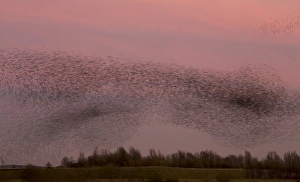 Common Starling (Sturnus vulgaris) flock, in roosting flight at sunset, blurred movement, Derbyshire, England, December