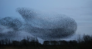 Common Starling (Sturnus vulgaris) flock, in roosting flight at dusk, Derbyshire, England, February