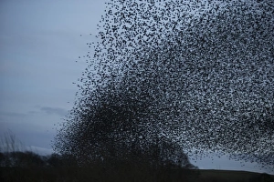 Common Starling (Sturnus vulgaris) flock, in roosting flight at dusk, Derbyshire, England, February