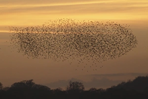 Flock Prints: Common Starling (Sturnus vulgaris) flock