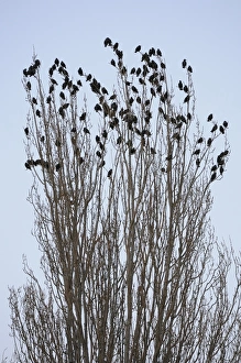Common Starling (Sturnus vulgaris) flock, roosting at top of tree, Gloucestershire, England, december