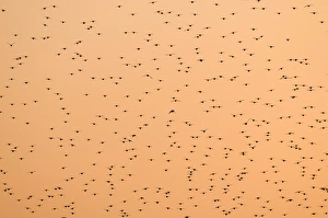 Common Starling (Sturnus vulgaris) flock, in roosting flight at sunset, Norfolk, England, november