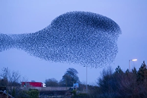 Common Starling (Sturnus vulgaris) flock, in roosting flight at dusk, Gretna Green, Dumfries, Scotland, march