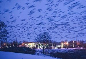 Common Starling (Sturnus vulgaris) flock, in flight, arriving to roost over petrol station at dusk, Gretna, Dumfries and Galloway, Scotland, december