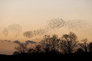Common Starling (Sturnus vulgaris) flock, in roosting flight over trees at sunset, Faversham, Kent, England, december