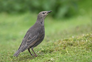 Starling Prints: Common Starling (Sturnus vulgaris) juvenile