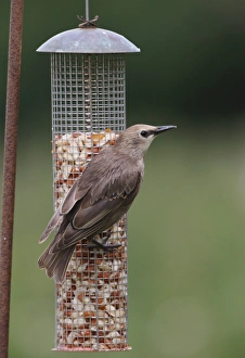 Common Starling (Sturnus vulgaris) juvenile, feeding at peanut feeder, Norfolk, England, august