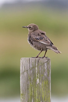 Common Starling (Sturnus vulgaris) juvenile, standing on post, Suffolk, England, July