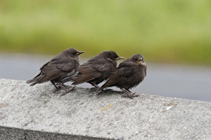 Starling Prints: Common Starling (Sturnus vulgaris) three juveniles