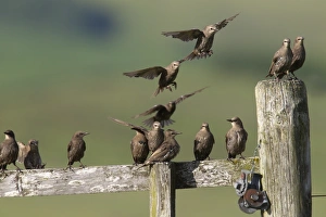Common Starling (Sturnus vulgaris) juveniles, flock in flight and perched on fence, Lammermuir Hills, Scottish Borders
