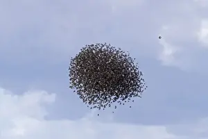 Common Starling (Sturnus vulgaris) and Spotless Starling (Sturnus unicolor) flock, in flight