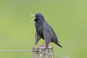 Common Starling (Sturnus vulgaris zetlandicus) Shetland race, adult male, breeding plumage, singing and displaying
