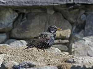 Starling Prints: Common Starling (Sturnus vulgaris zetlandicus) Shetland race