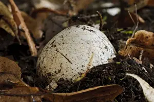 Floor Prints: Common Stinkhorn (Phallus impudicus) immature fruiting body egg