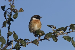 Common Stonechat male