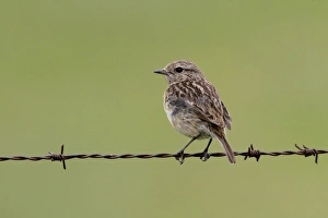 Torquatus Prints: Common Stonechat male on barbed wire fence