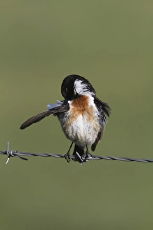 Preen Prints: Common Stonechat male on barbed wire fence preening