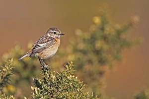 Heathland Prints: Common Stonechat (Saxicola torquata) adult female