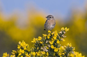 Common Stonechat (Saxicola torquata) adult female, perched on flowering gorse, Kelling Heath, Norfolk, England, april