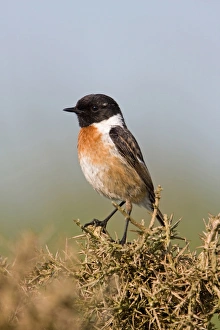 Common Stonechat (Saxicola torquata) adult male, summer plumage, perched on Gorse (Ulex europaeus) bush, Suffolk, England, june