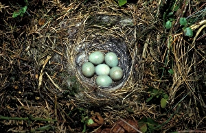 Common Stonechat (Saxicola torquata) six eggs in nest
