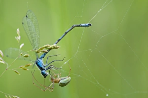 Caught Prints: Common Stretch Spider (Tetragnatha extensa) adult