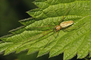 Common Stretch Spider (Tetragnatha extensa) adult, resting on Stinging Nettle (Urtica dioica) leaf