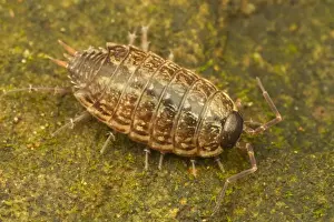 Crustaceans Prints: Common Striped Woodlouse (Philoscia muscorum) adult