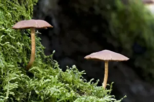 Mosses Prints: Common Stump Brittlestem (Psathyrella piluliformis) fruiting bodies